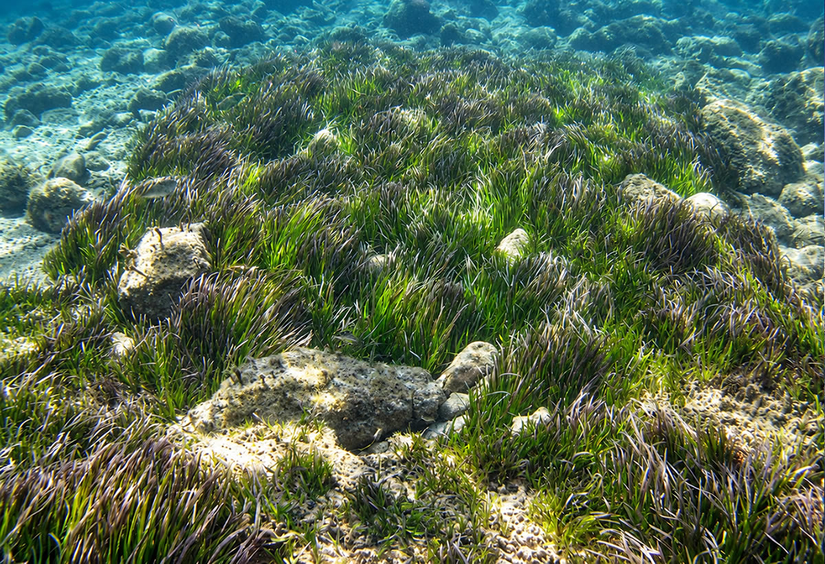 Gebla tal-Halfa underwater photograph 1