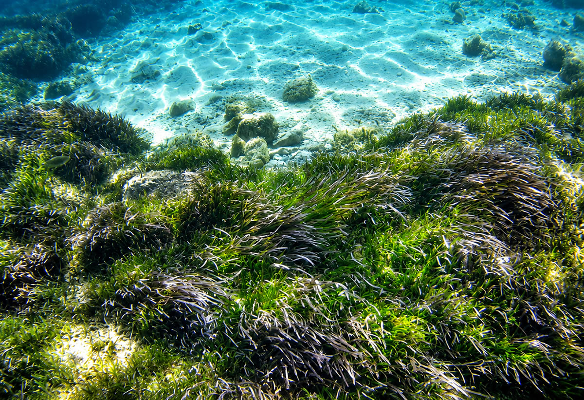 Gebla tal-Halfa underwater photograph 4